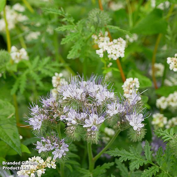 Phacelia Tanacetifolia (Green Manure) - Organic Seeds