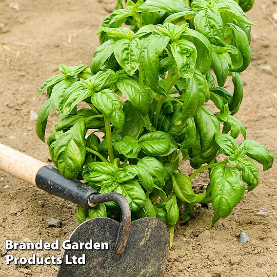 Basil 'Loki' - Organic Seeds