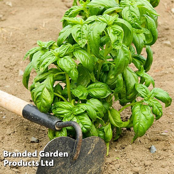 Basil Loki (Organic) Seeds