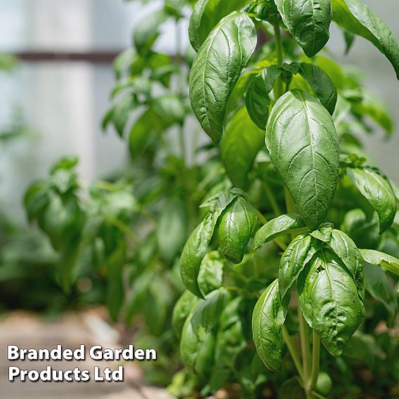 Basil Loki (Organic) Seeds