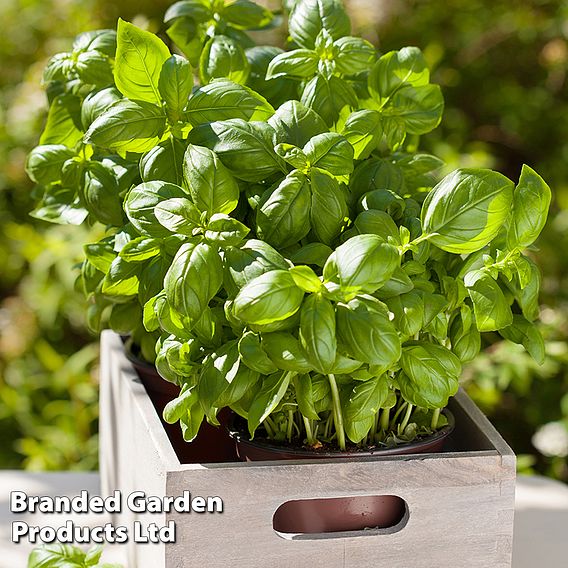 Basil Loki (Organic) Seeds