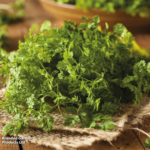 Root chervil - Organic Seeds