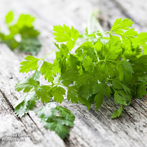 Root chervil - Organic Seeds