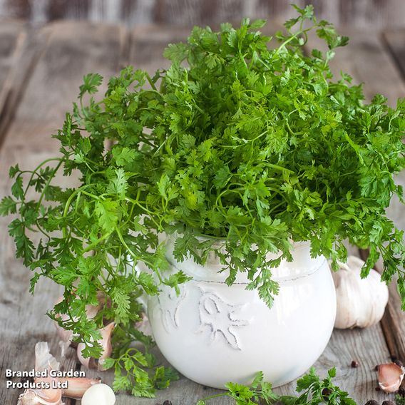 Root chervil - Organic Seeds