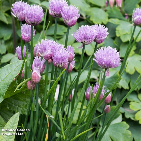 Chives