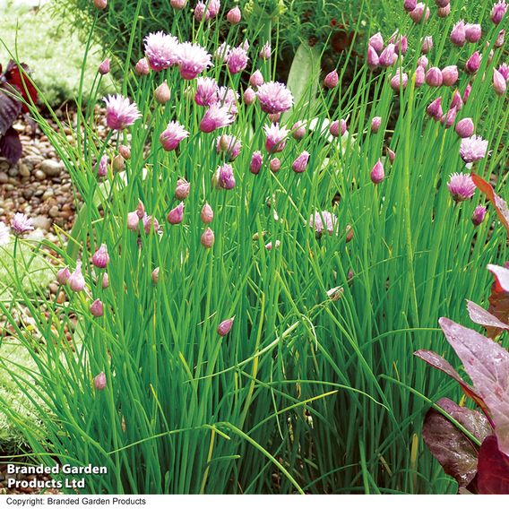 Chives