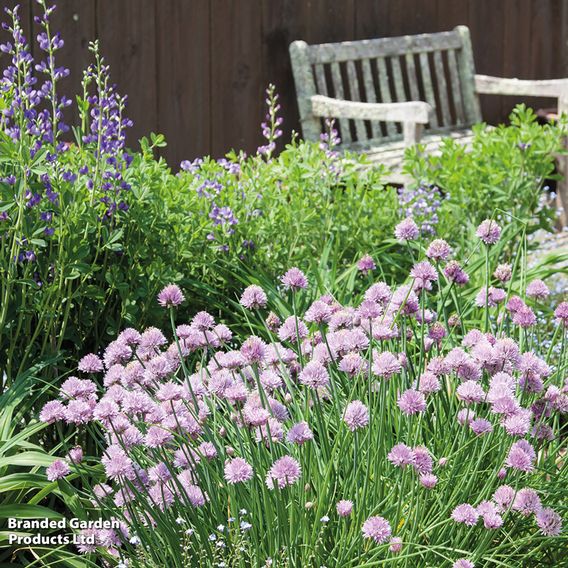 Chives