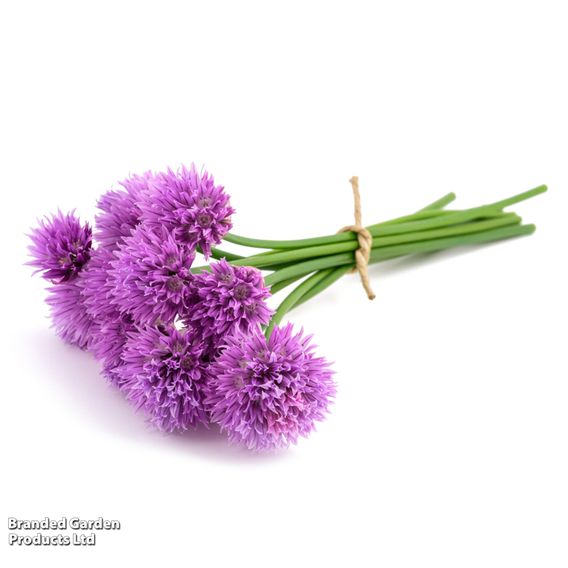Chives