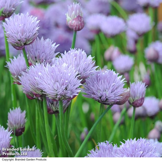 Chives