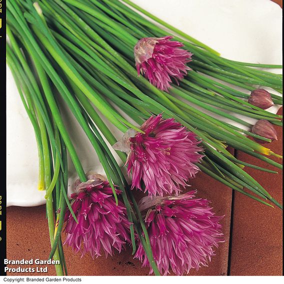 Chives