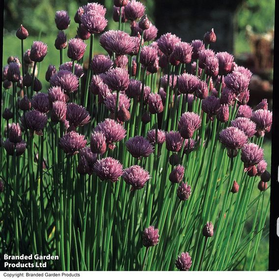 Chives