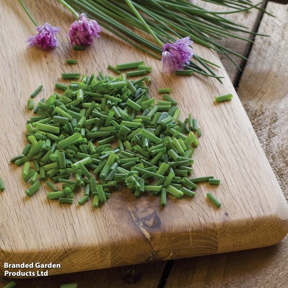Chives