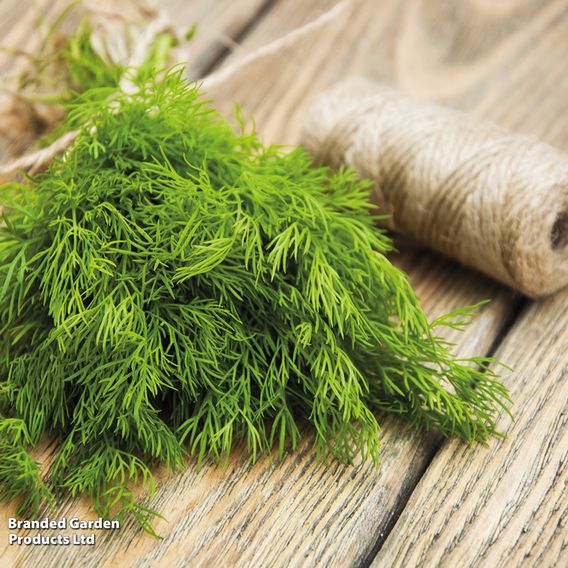 Dill - Organic Herb Seeds