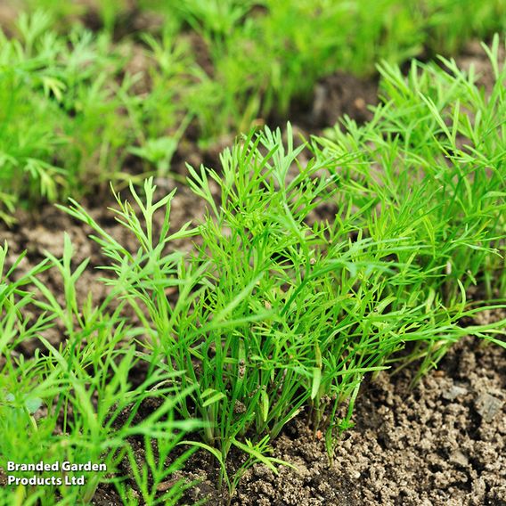 Dill - Organic Herb Seeds