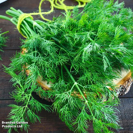 Dill - Organic Herb Seeds