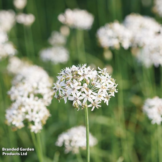 Garlic Chives - Organic Herb Seeds
