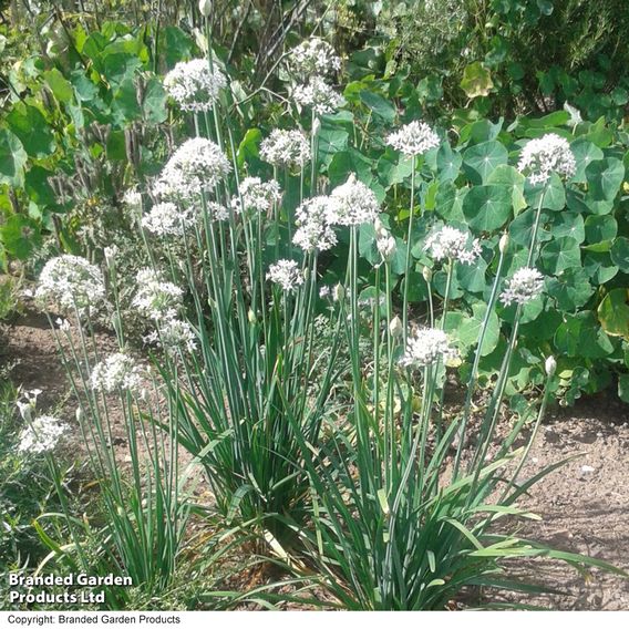 Garlic Chives - Organic Herb Seeds