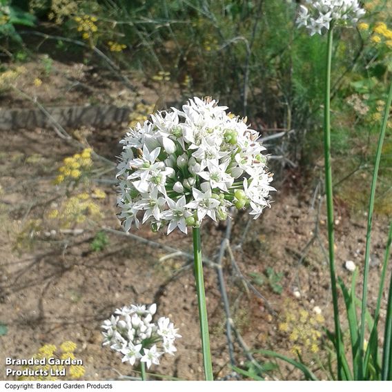Garlic Chives - Organic Herb Seeds