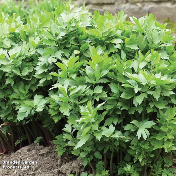 Lovage - Organic Herb Seeds