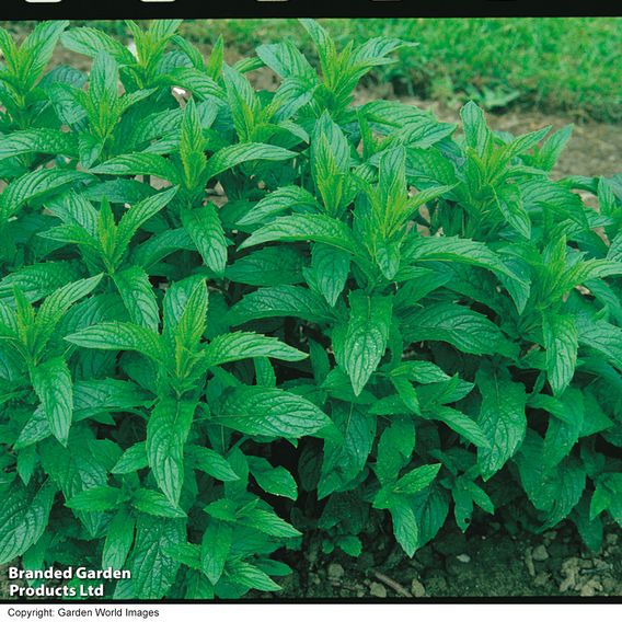 Mint - Herb Seeds