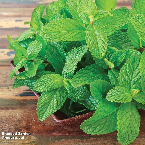 Mint - Herb Seeds