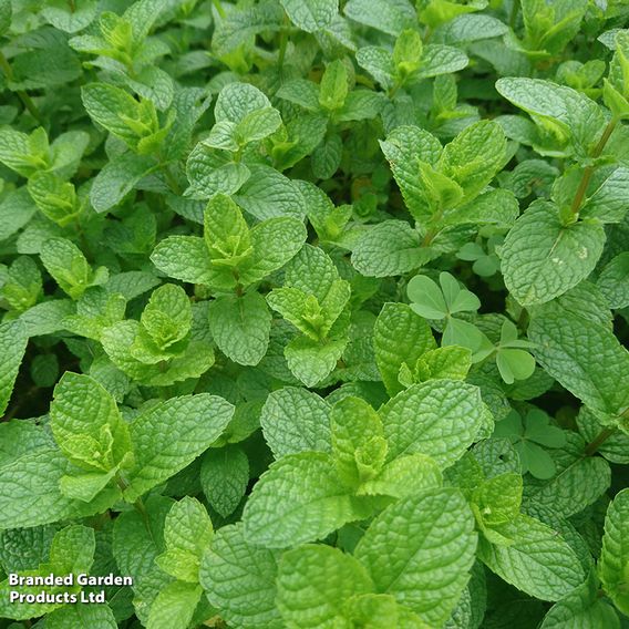 Mint - Herb Seeds