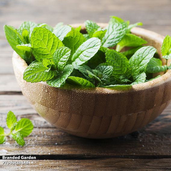 Mint - Herb Seeds