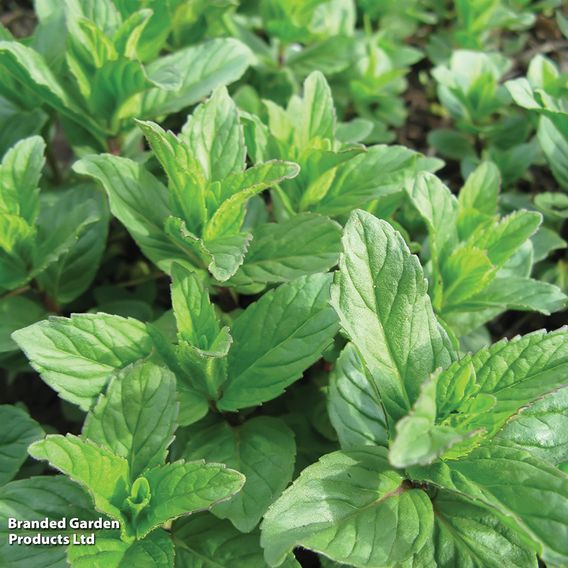Mint - Herb Seeds