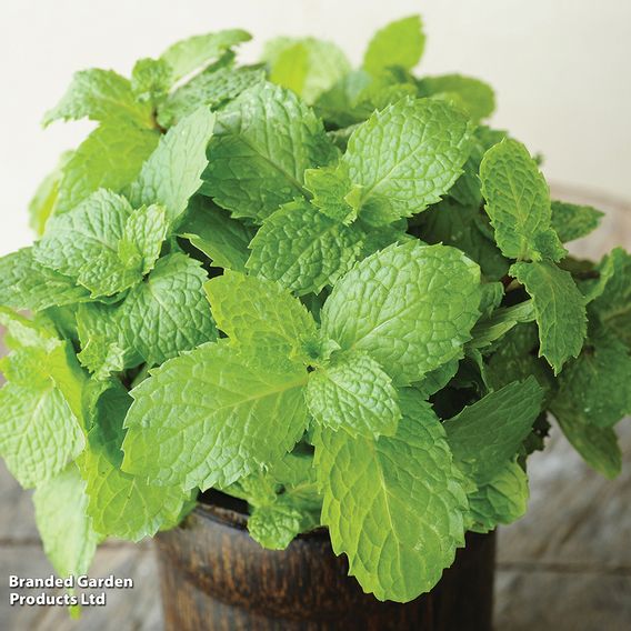 Mint - Herb Seeds