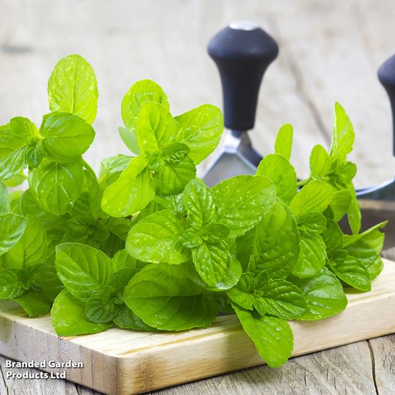 Mint - Herb Seeds