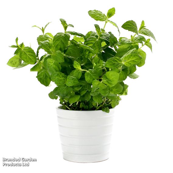 Mint - Herb Seeds