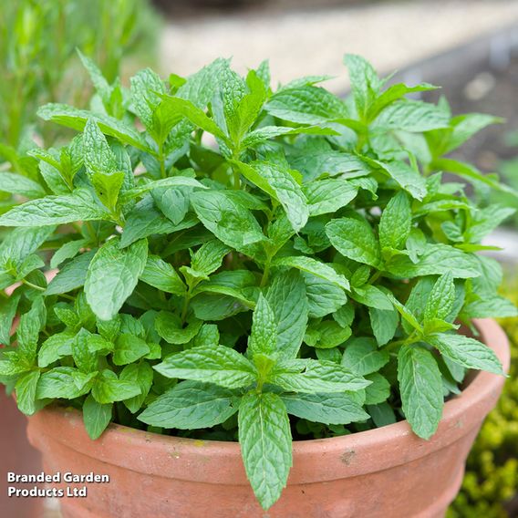 Mint - Herb Seeds