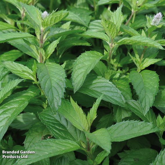 Mint - Herb Seeds