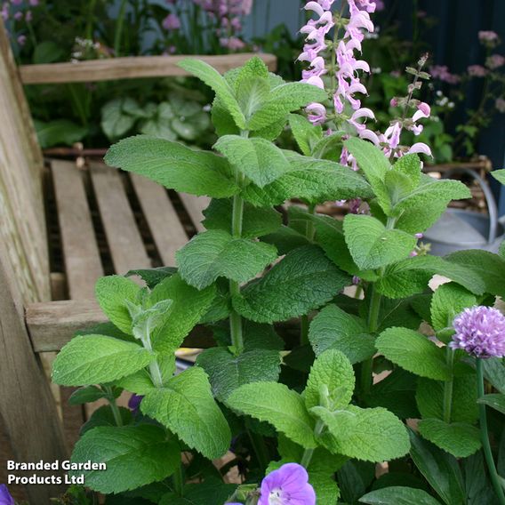 Mint - Herb Seeds