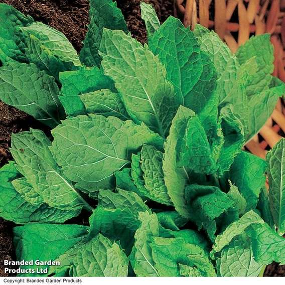 Mint - Herb Seeds
