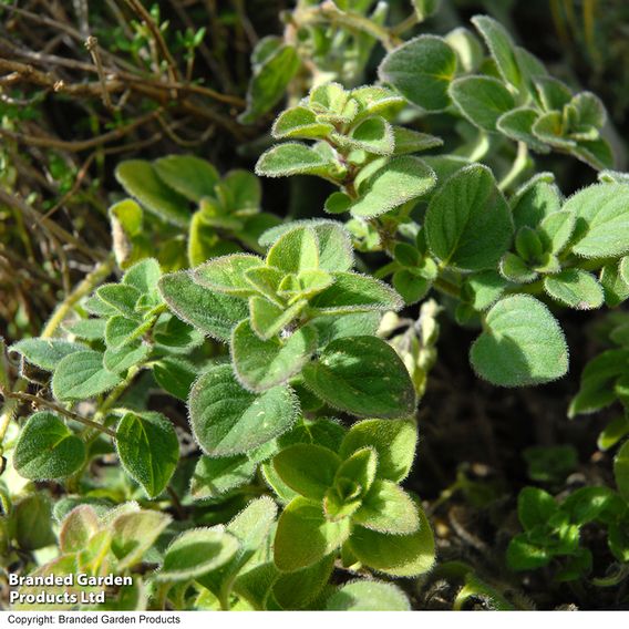 Oregano - Herb Seeds