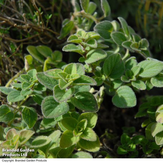 Oregano - Herb Seeds