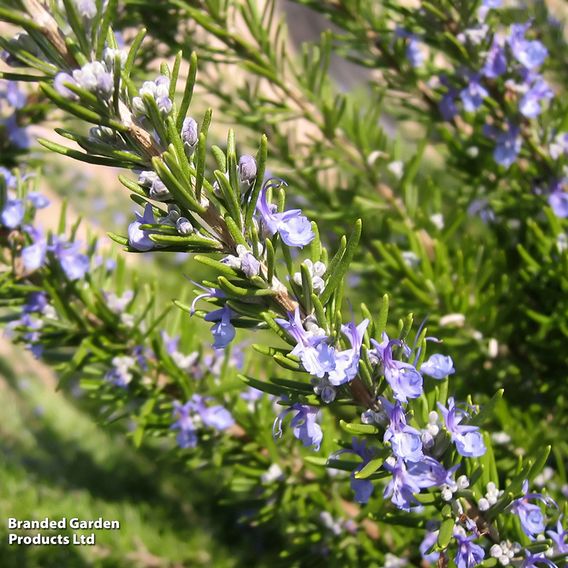 Rosemary 'Corsican'