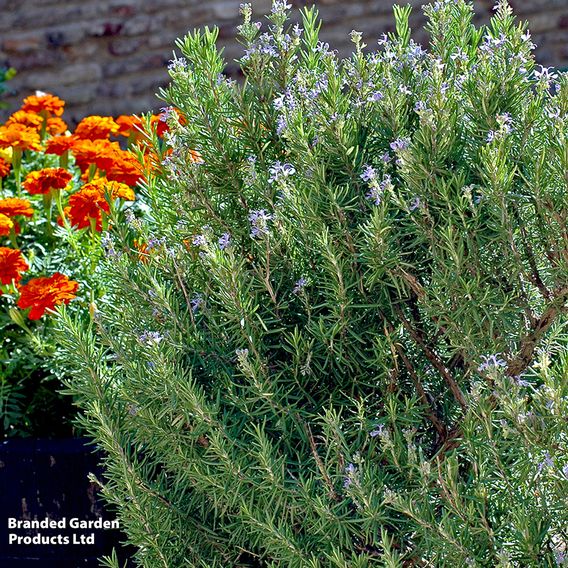 Rosemary 'Corsican'