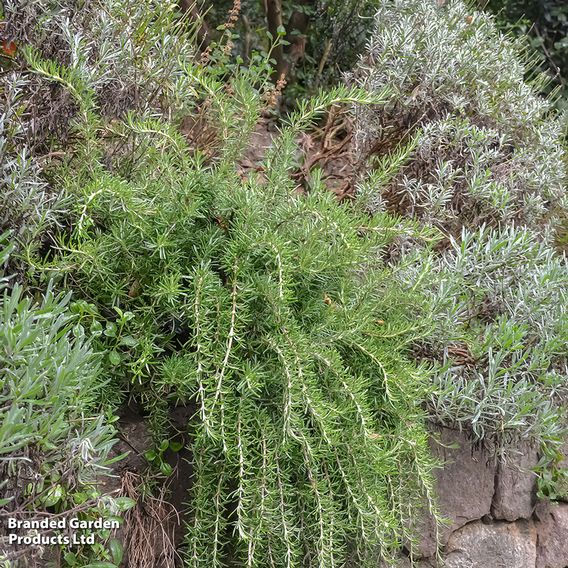 Rosemary 'Corsican'