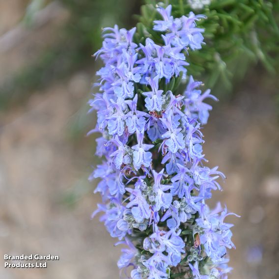 Rosemary 'Corsican'