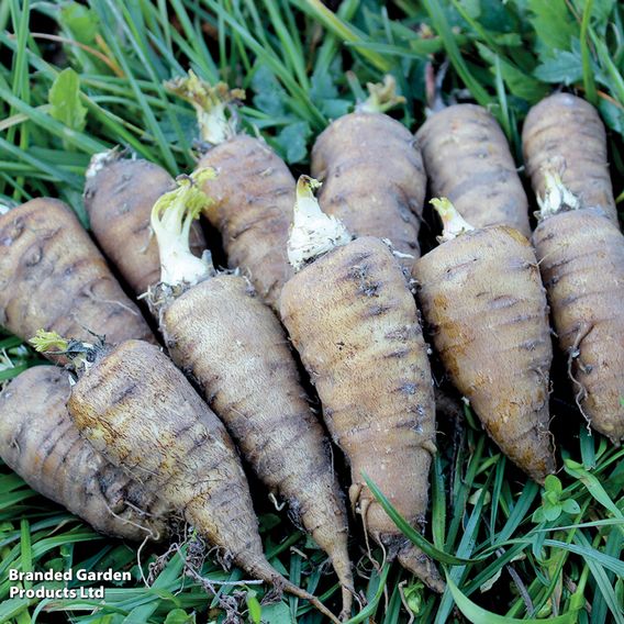 Root chervil - Organic Seeds