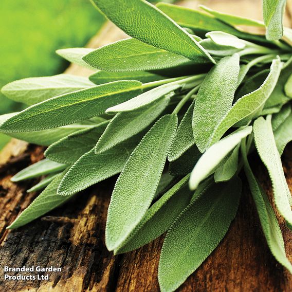 Sage - Organic Herb Seeds