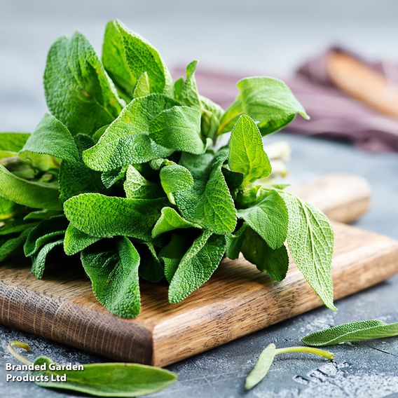 Sage - Organic Herb Seeds