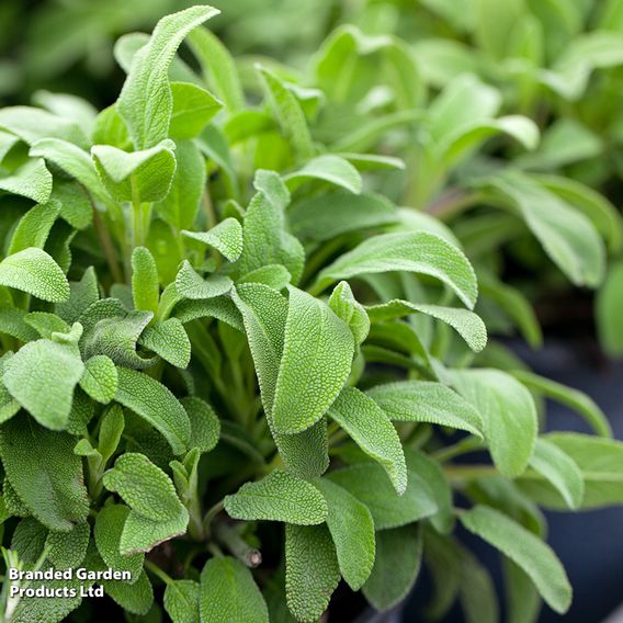 Sage - Organic Herb Seeds