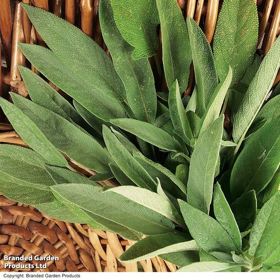 Sage - Organic Herb Seeds