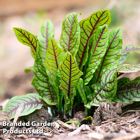 Sorrel 'Bloody Dock' (Organic) - Seeds