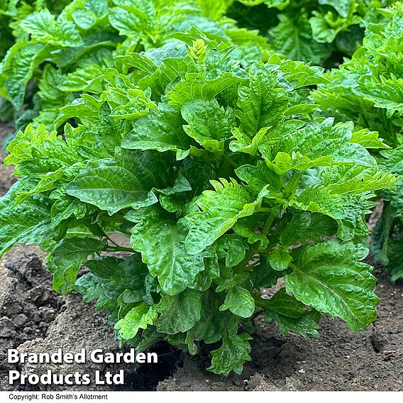 Basil 'Spicy Sabre' - Seeds