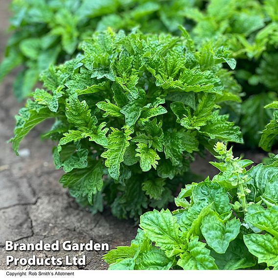 Basil 'Spicy Sabre' - Seeds