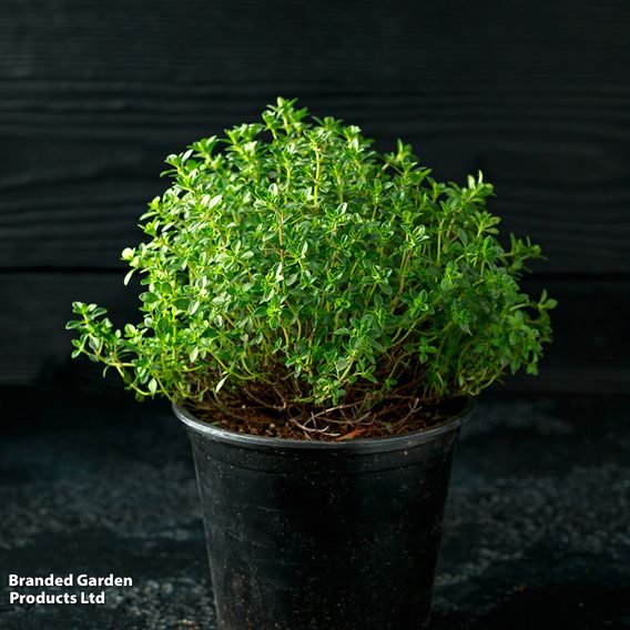Thyme - Organic Herb Seeds